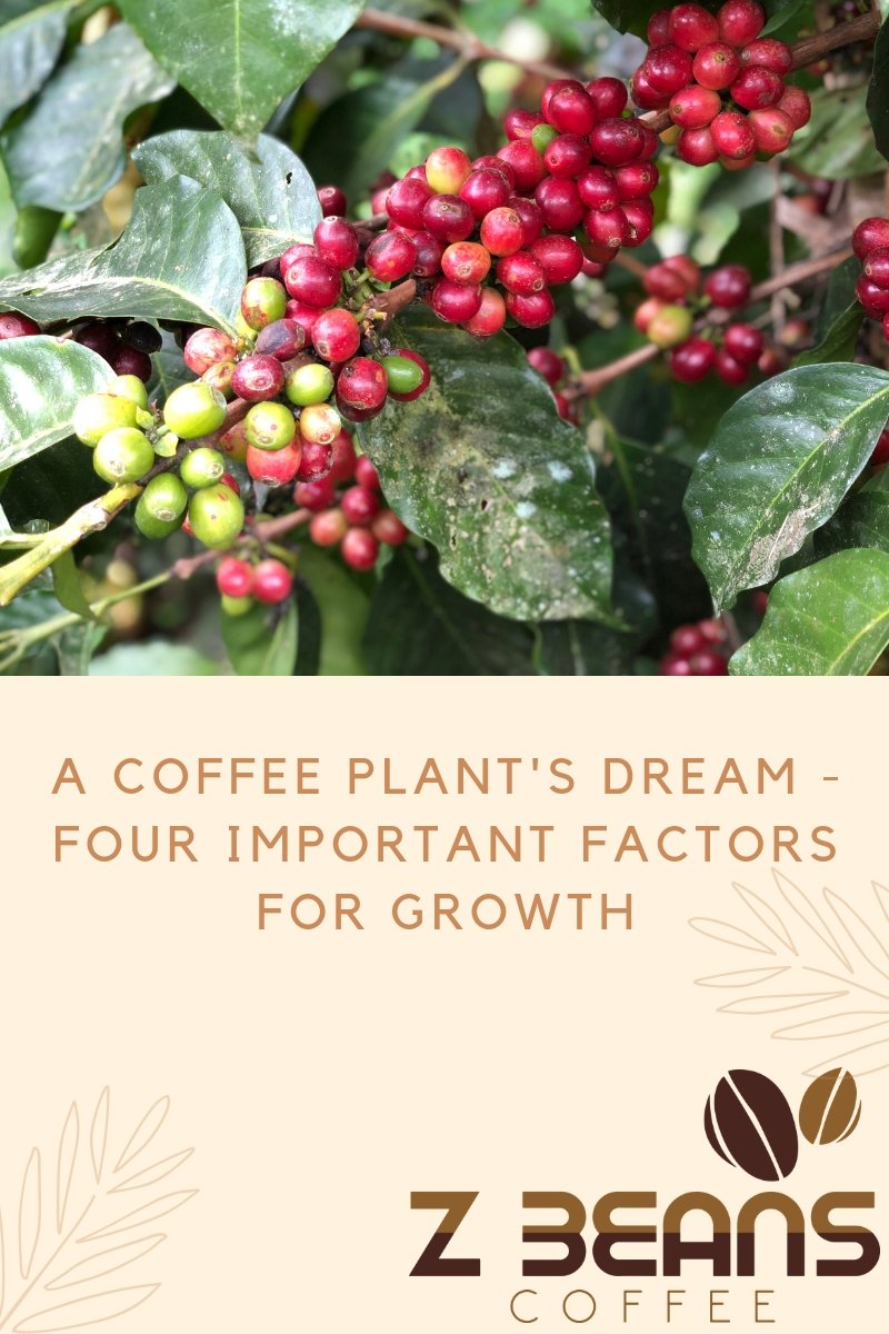 Four important factors for coffee bean growth