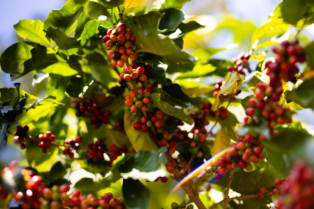 Close-up of red coffee cherries on a green leafy branch