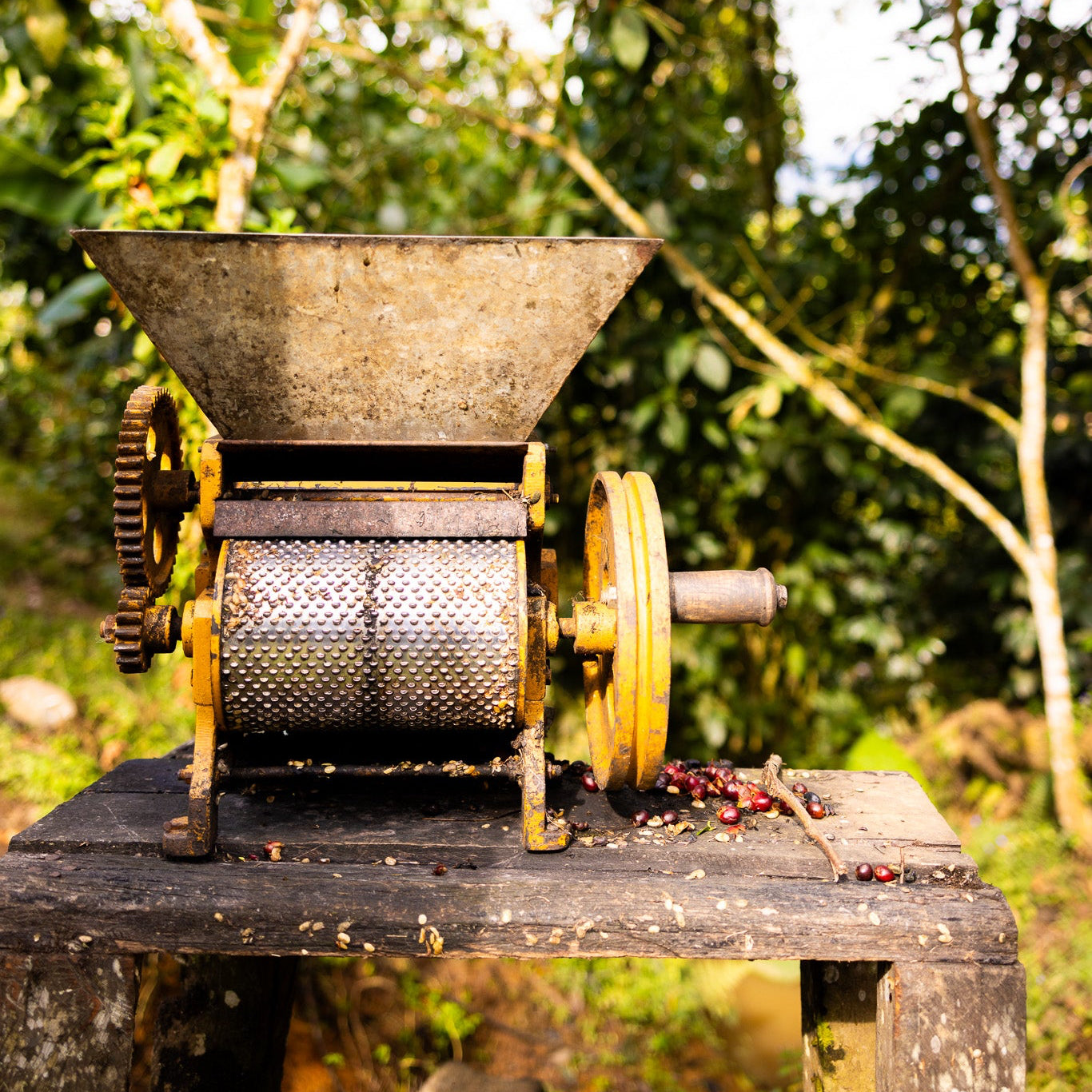 Vintage coffee grinder in a natural outdoor setting with trees in the background